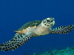 Hawksbill Turtle